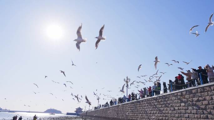 青岛风光栈桥海鸥