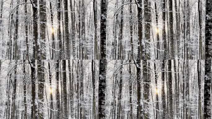 霜冻的冬日公园里夕阳西下，树枝上挂满了雪花，雪花缓缓地飘落，寂静而寂静