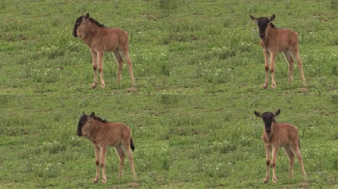 小角马独自在野外看着它的妈妈。没有保护，年轻的gnu将暴露在掠食者面前，注定要死亡。东非雨后拍摄的照