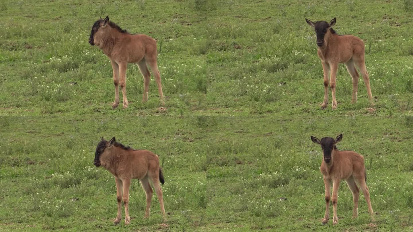 小角马独自在野外看着它的妈妈。没有保护，年轻的gnu将暴露在掠食者面前，注定要死亡。东非雨后拍摄的照