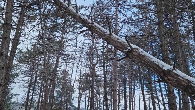 冬天的景象在白雪覆盖的松林里。高大的针叶树在暴风雪中倒下了