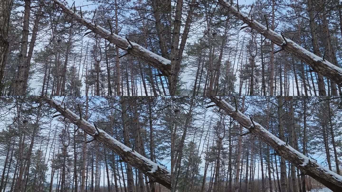 冬天的景象在白雪覆盖的松林里。高大的针叶树在暴风雪中倒下了