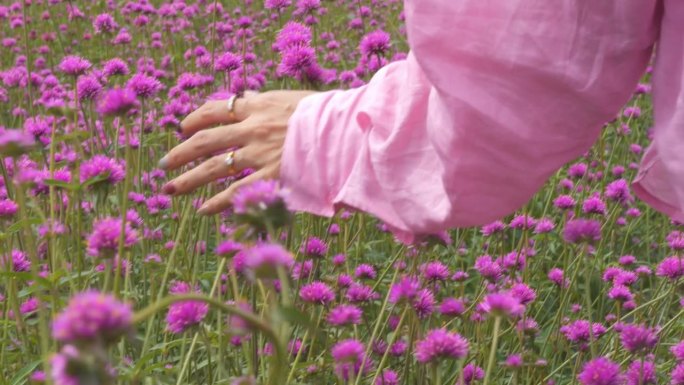 行走的女人的手在清晨抚摸着粉红色的花朵。