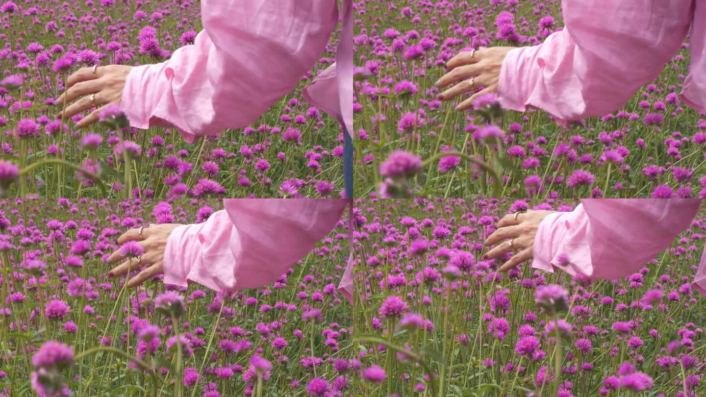 行走的女人的手在清晨抚摸着粉红色的花朵。