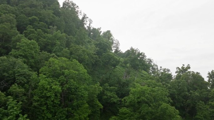 鸟瞰日本北海道的原始森林。山坡上有美丽的树木。