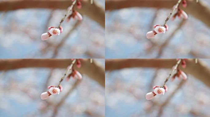 杏花花开枝头花朵春天花枝