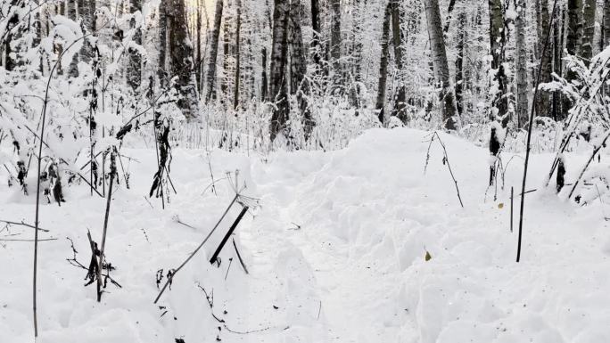 霜冻的冬日公园里夕阳西下，树枝上挂满了雪花，雪花缓缓地飘落，寂静而寂静