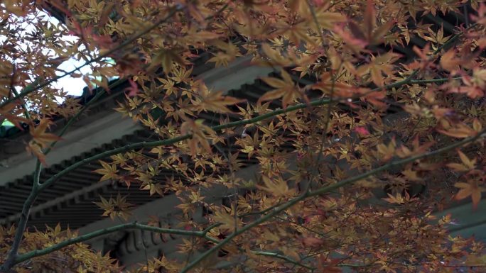 日本高野山，秋风飘飘的橘黄色枫叶。锁定射击