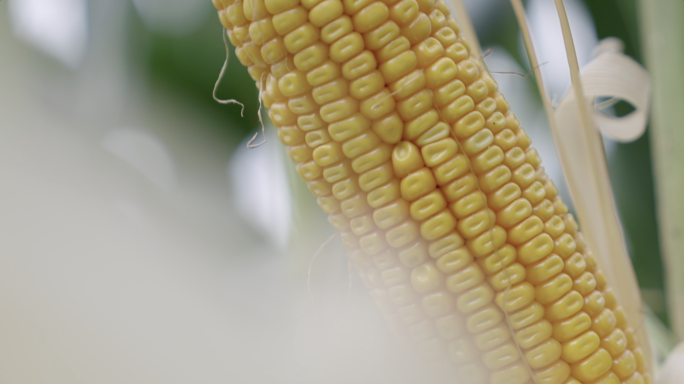 玉米大田生长环境粮食作物