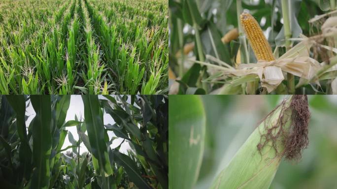 玉米大田生长环境粮食作物
