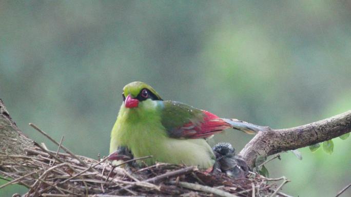 伟大的母爱---印支绿鹊为它的鸟宝宝遮雨