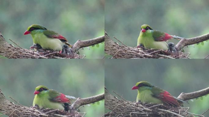 伟大的母爱---印支绿鹊为它的鸟宝宝遮雨