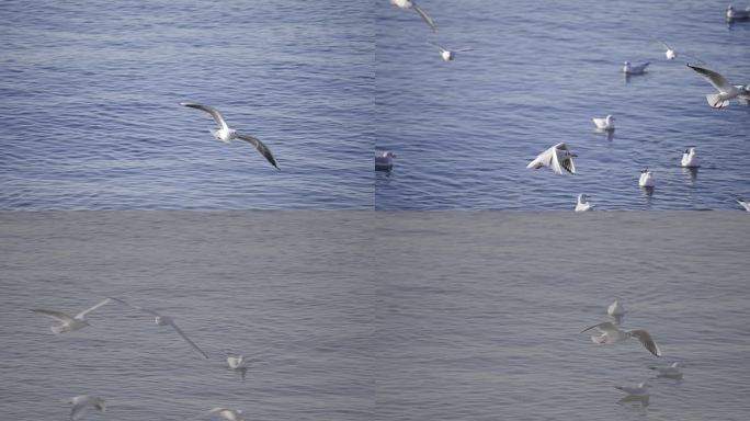 海边海鸥飞鸟飞翔