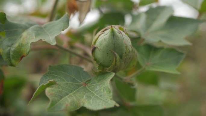 生长在棉花植株上的绿色新鲜有机棉花果实