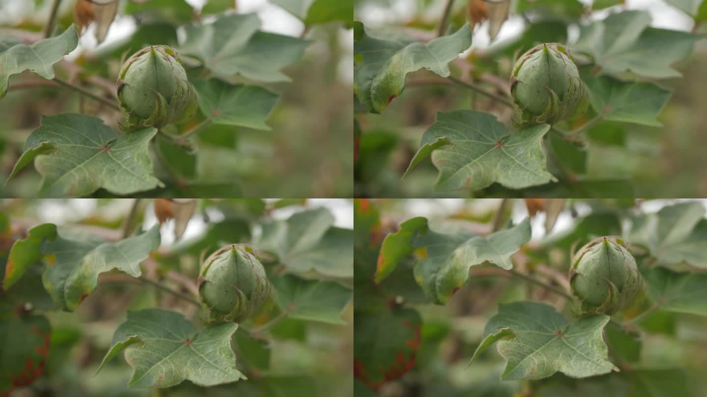 生长在棉花植株上的绿色新鲜有机棉花果实