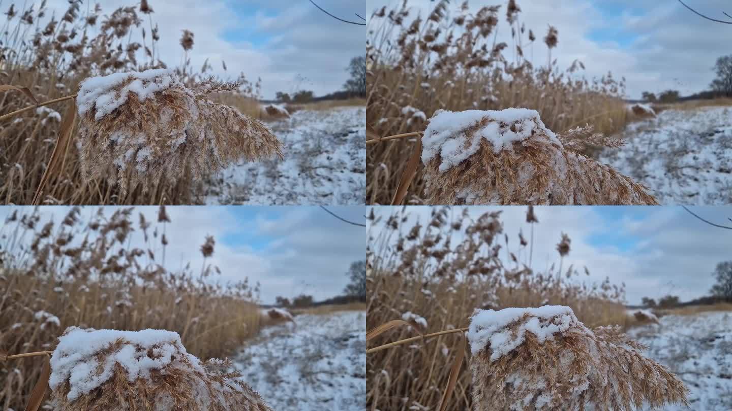 干枯的芦苇被雪覆盖，在风中摇曳。野生寒草在冬季播种种子