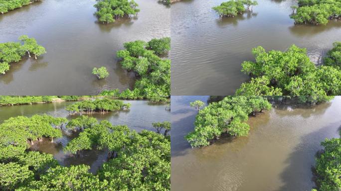 4K航拍海南文昌铜鼓岭山下海边的红树林