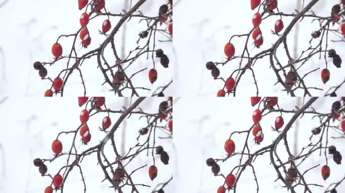 雪地红色果实红色野果雪花雪