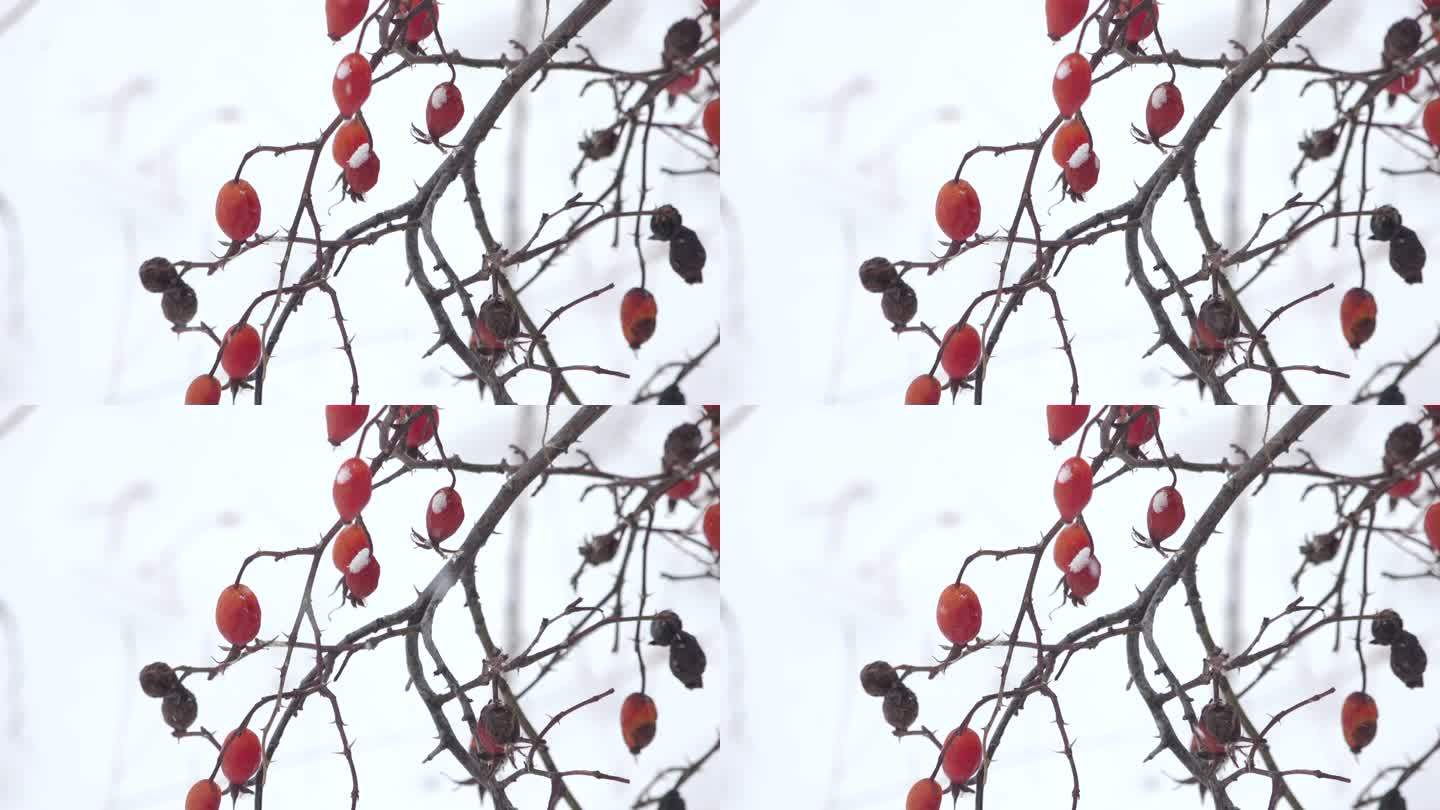 雪地红色果实红色野果雪花雪