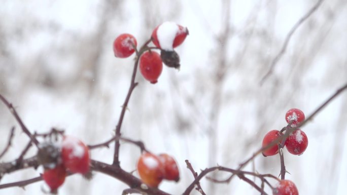 雪地红色果实红色野果雪花雪