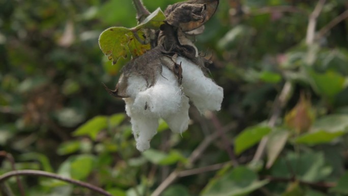 成熟的棉纤维挂在棉株上