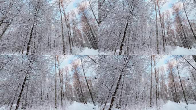 霜冻的冬日公园里夕阳西下，树枝上挂满了雪花，雪花缓缓地飘落，寂静而寂静