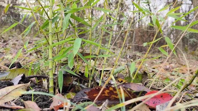 花园里一株金色的竹子——风吹动着叶子