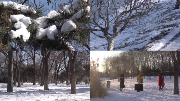 冬天公园雪景静的树林麻雀冬天雪后雪景夕阳