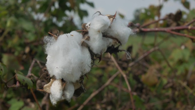 在棉花植株上晾晒开的棉纤维