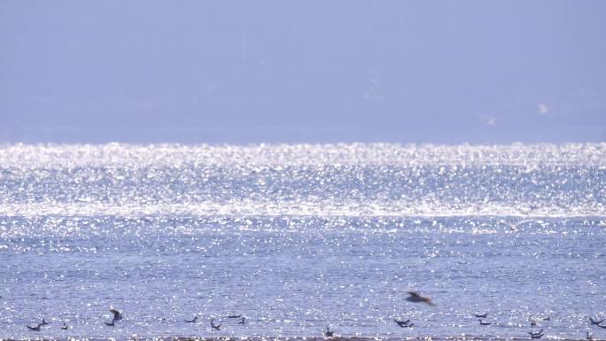 海面飞翔的海鸥