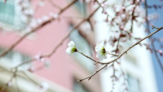 杏花花开枝头花朵春天花枝