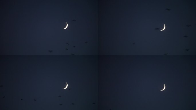 月夜乌鸦飞过 夜晚 飞鸟 掠过 视频素材