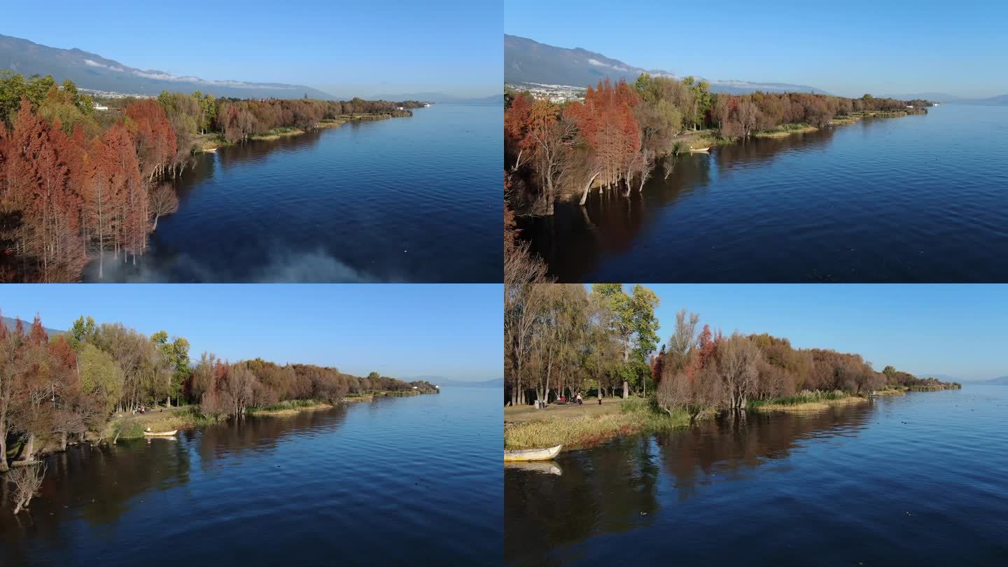 航拍早晨大理苍山洱海高原湖泊秋天红叶水杉