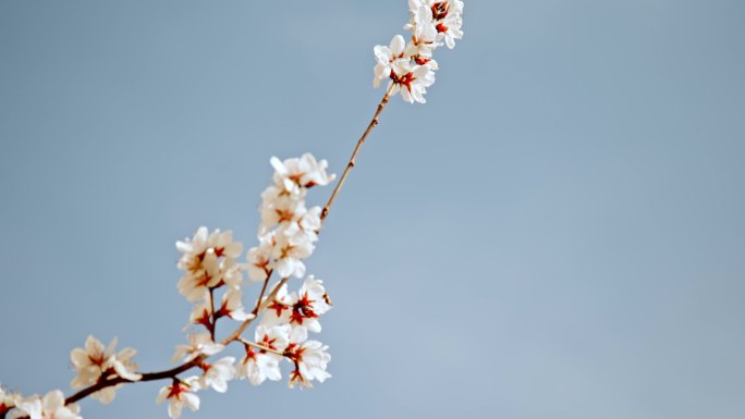 杏花花开枝头花朵春天花枝