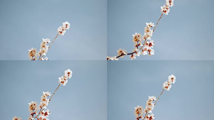 杏花花开枝头花朵春天花枝