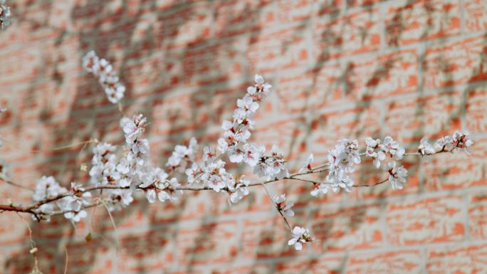 杏花花开枝头花朵春天花枝