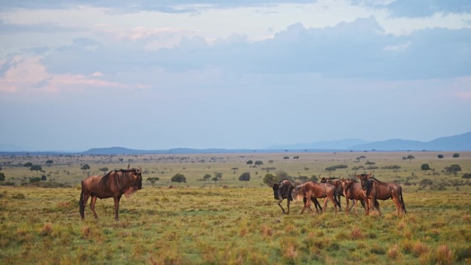 非洲暴雨云和天空下，雨季角马在草地上吃草的慢动作，非洲野生动物狩猎动物在马赛马拉草原，肯尼亚马赛马拉