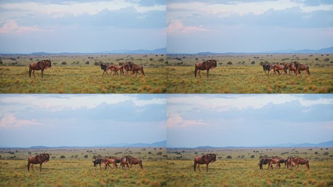 非洲暴雨云和天空下，雨季角马在草地上吃草的慢动作，非洲野生动物狩猎动物在马赛马拉草原，肯尼亚马赛马拉
