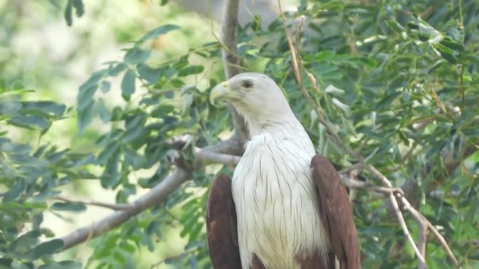 婆罗门风筝，猛禽鸟的极端近距离视图，电影