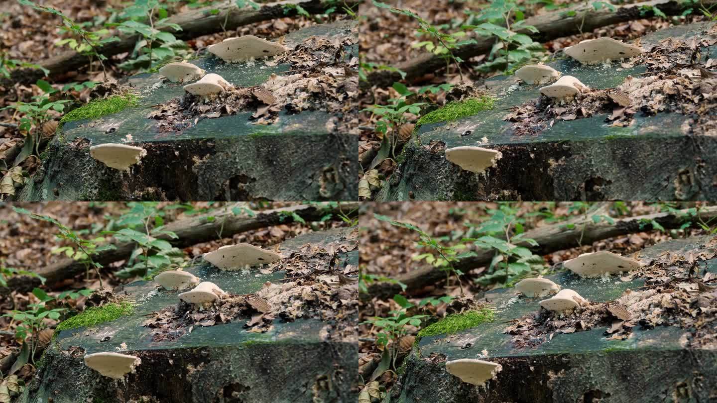 长在树上的不可食用的野生蘑菇。夏天，在高山森林里，蘑菇长在树桩上。寄生蘑菇的特写