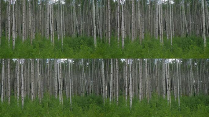 电影慢动作锅到左边的科罗拉多夏天白色的白杨树绿叶令人惊叹的宁静深茂密的树林Kebler山口冠丘丘甘尼