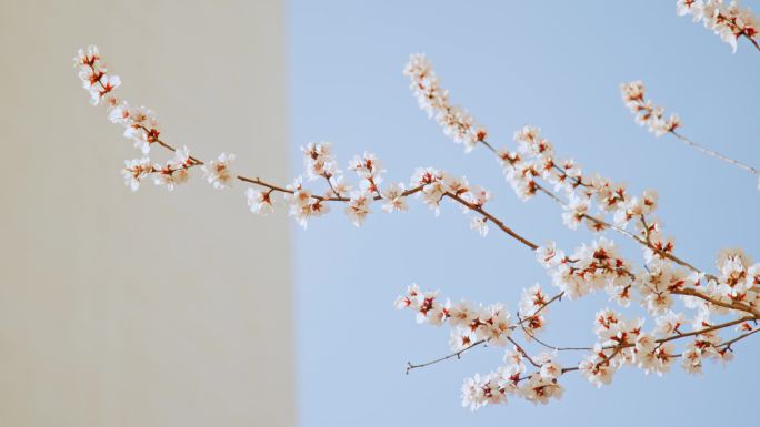 杏花花开枝头花朵春天花枝