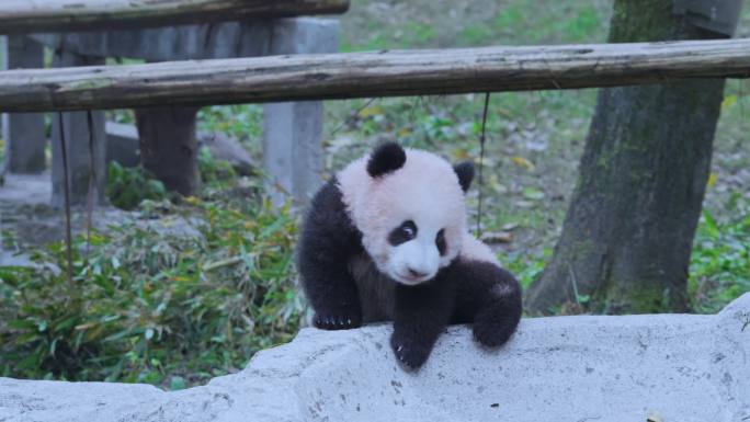 可爱的大熊猫幼崽宝宝