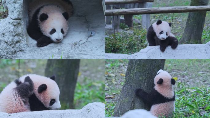 可爱的大熊猫幼崽宝宝