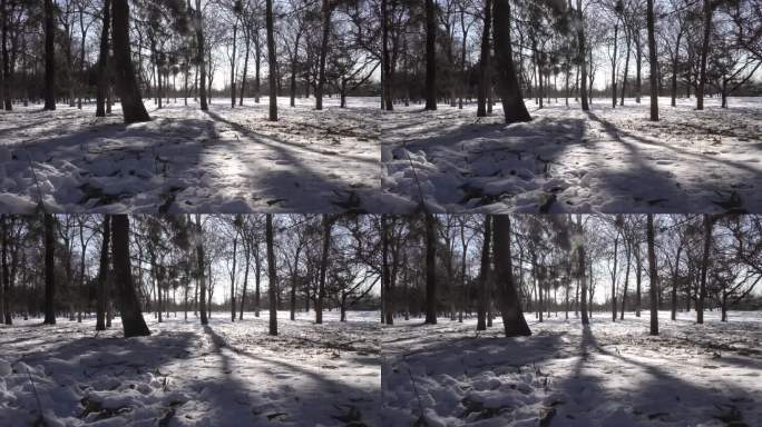 冬天树林白雪皑皑光影变化阳光白雪雪后树林