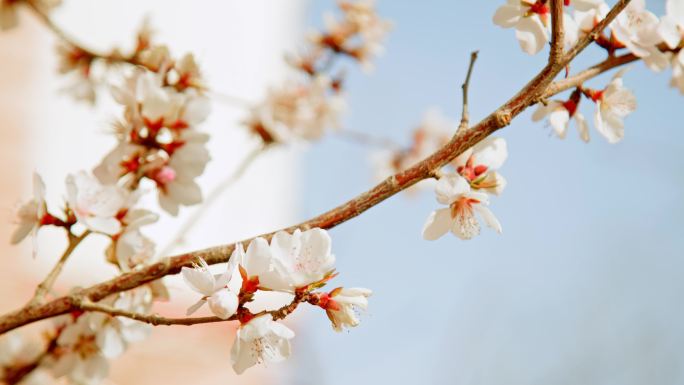 杏花花开枝头花朵春天花枝