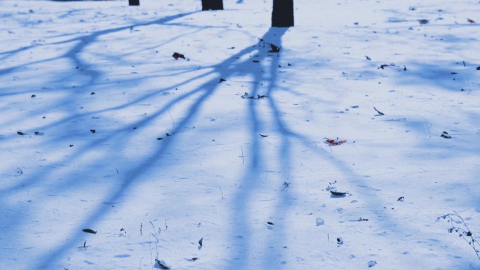 雪地影子延时