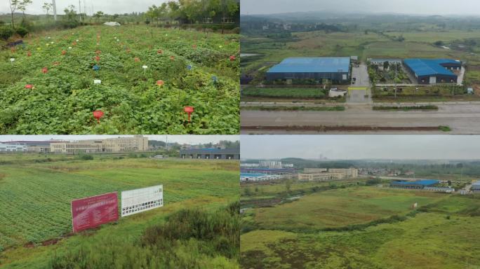 湖北根聚地农业发展有限公司红薯试验田航拍