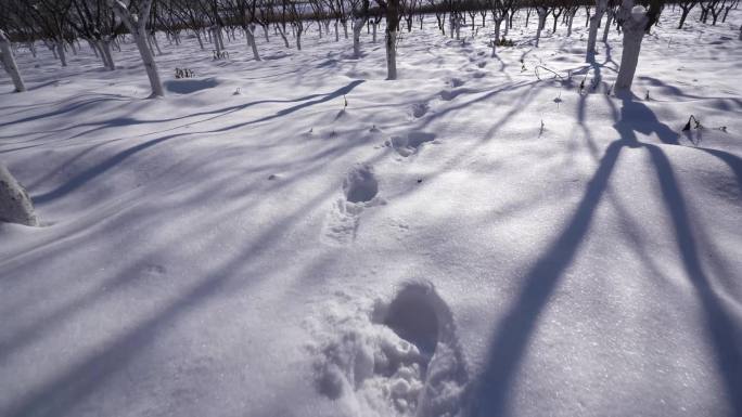 雪地追踪雪中的脚印