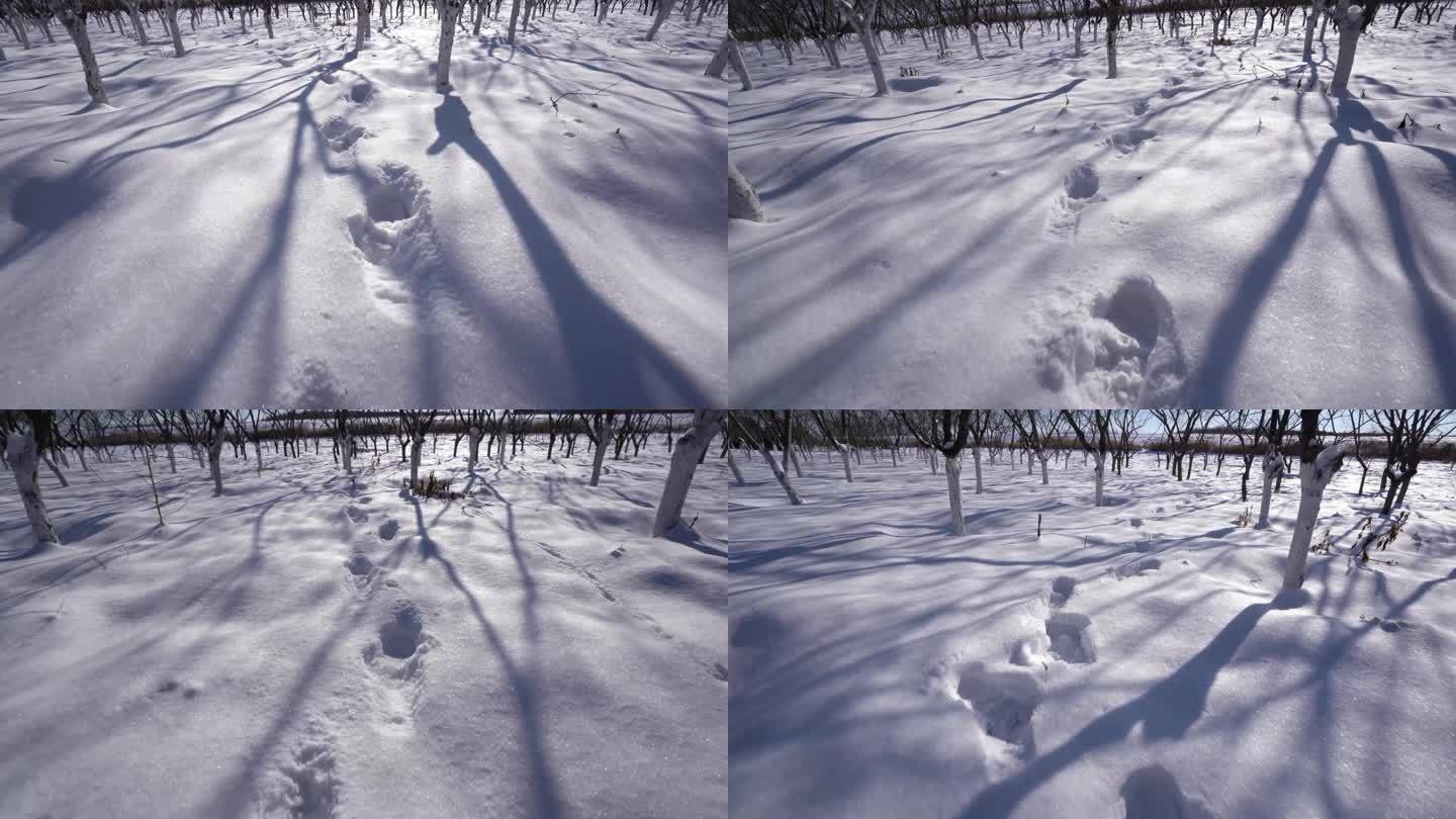 雪地追踪雪中的脚印